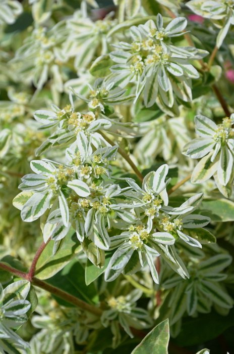 Euphorbia marginata 'Summer Icicle' (4)